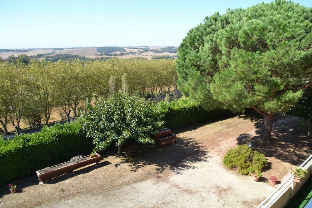 acacia-038